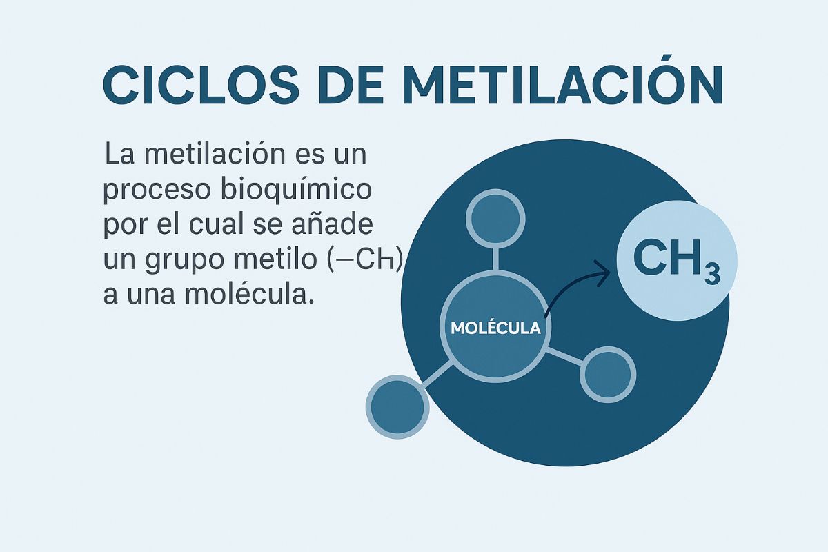 Ciclos de Metilación y Síndrome de Fatiga Crónica