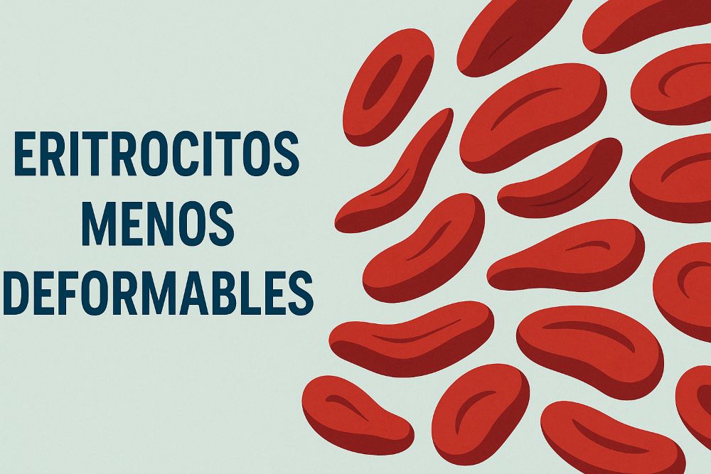 En un estudio de Stanford (Davis y Ramasubramanian, 2018), se mostró una reducción del 70 % en la capacidad de deformación de los eritrocitos en pacientes con SFC/EM. Esta rigidez dificulta su paso por capilares, agravando la hipoperfusión y afectando la oxigenación tisular.