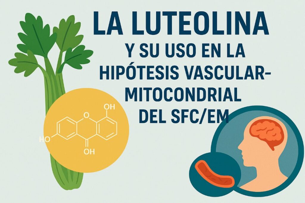 La luteolina es un flavonoide presente en plantas como el apio y el perejil, con propiedades antiinflamatorias, antioxidantes y moduladoras del sistema inmune. En el contexto del SFC/EM, puede ayudar a proteger las mitocondrias y mejorar la función vascular.