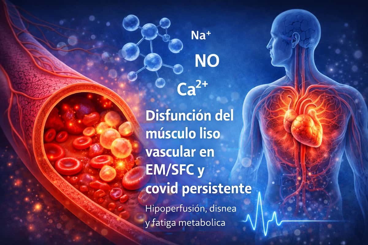 Disfunción del músculo liso vascular: una pieza clave en la EM/SFC y el covid