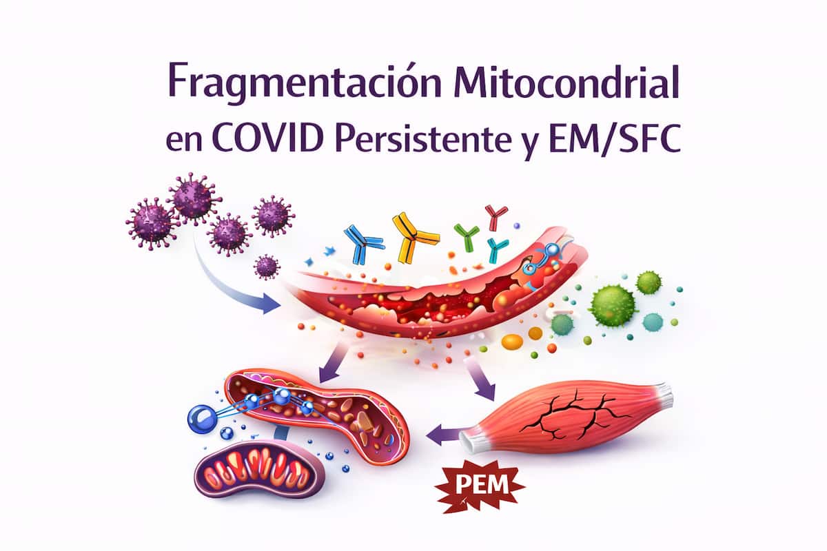 ¿Por qué se fragmentan las mitocondrias en covid persistente y EM/SFC?